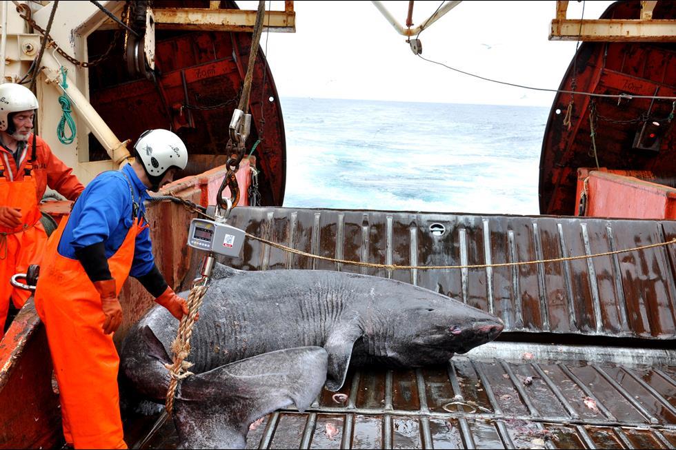 Greenland shark is world's longest lived vertebrate | Research